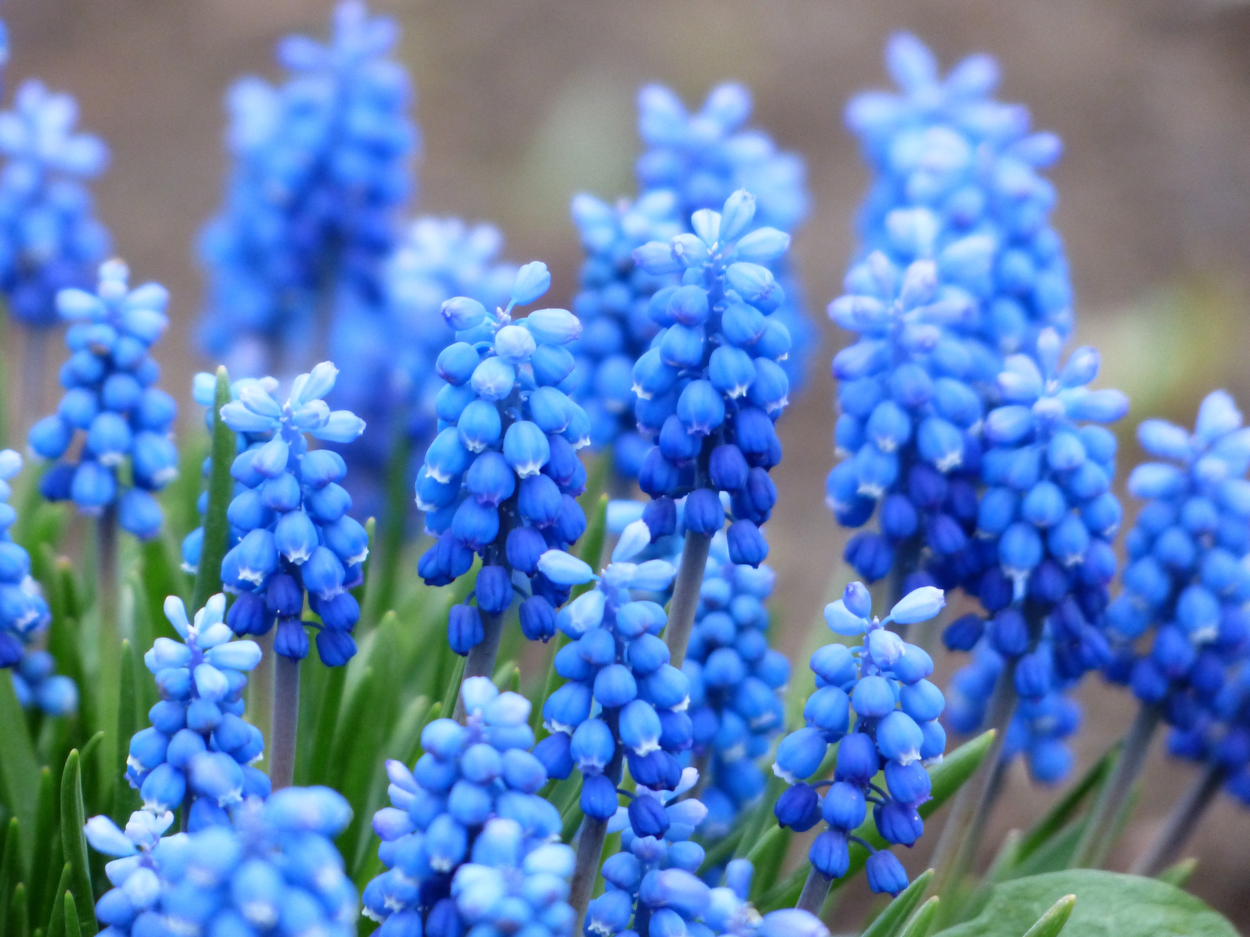 Голубые необычные цветочки