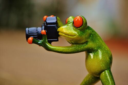 A frog taking pictures