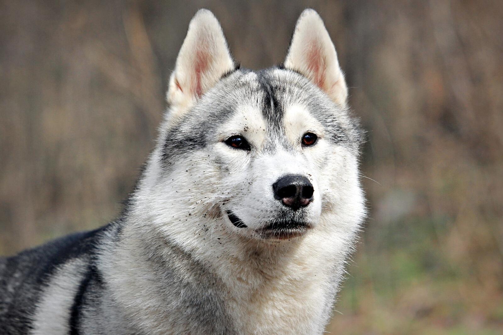 Бесплатное фото Собака похожая на волка