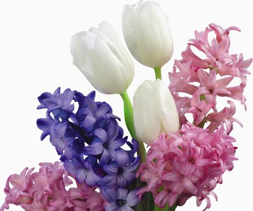 Beautiful white tulips with pink flowers on a white background
