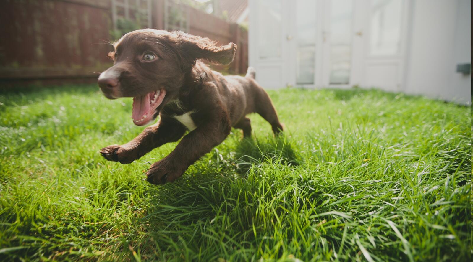Бесплатное фото Маленький шоколадный щенок резвится на природе