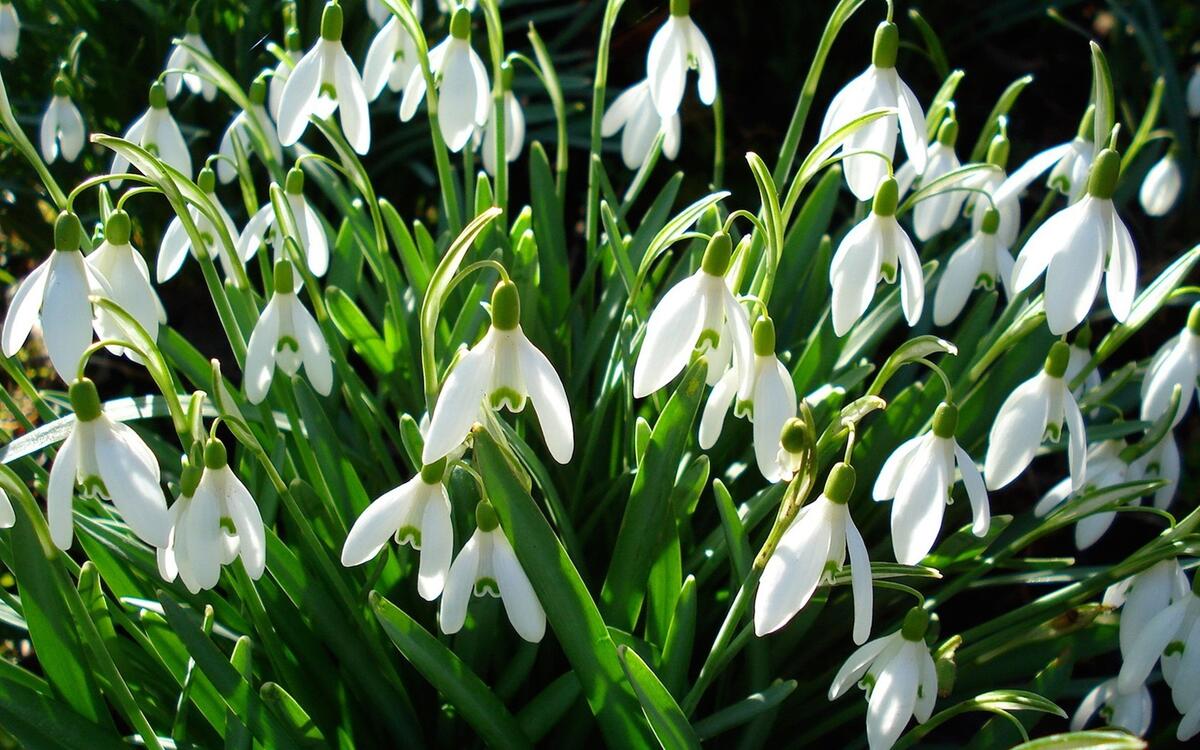 A large cluster of snowdrops