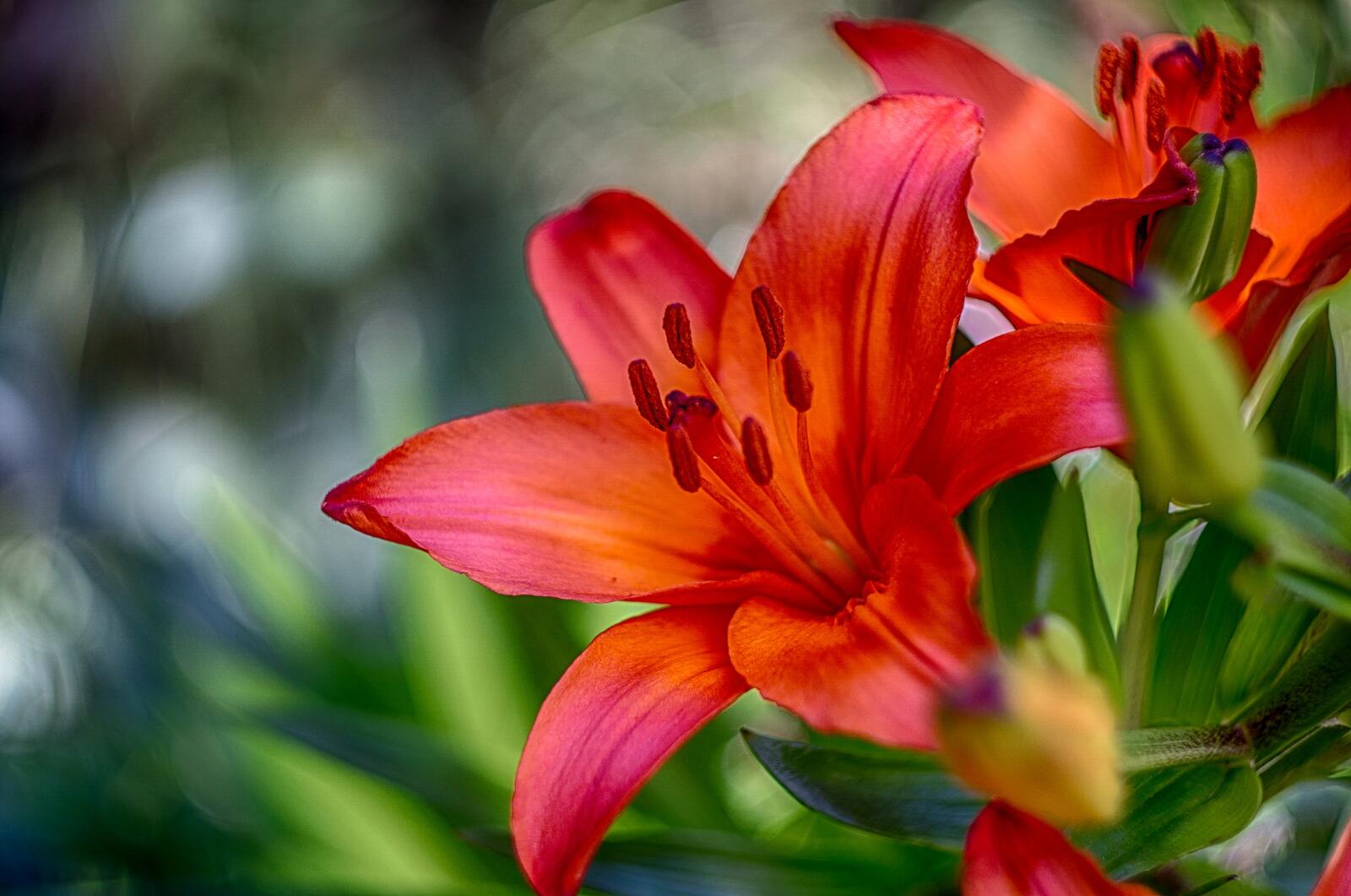 Free photo A beautiful red lily flower