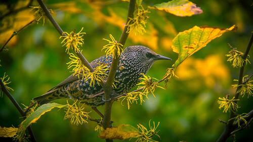 A bird sits on an autumn tree branch