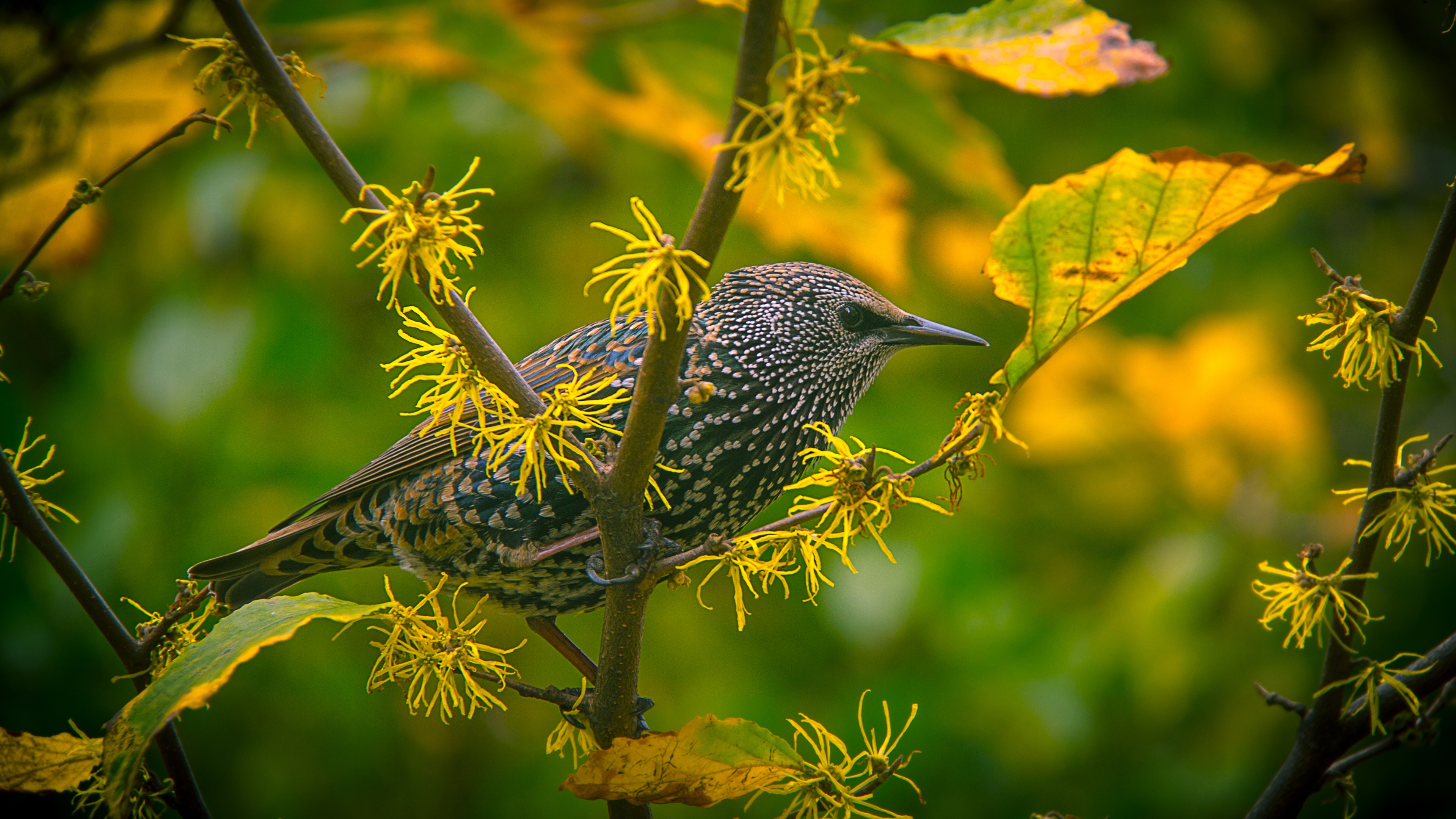 免费照片一只鸟儿坐在秋天的树枝上