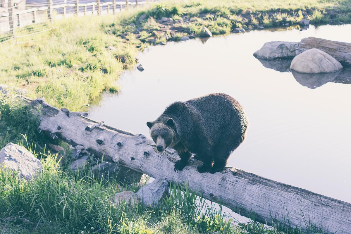 Большой медведь стоит на поваленном дереве у озера