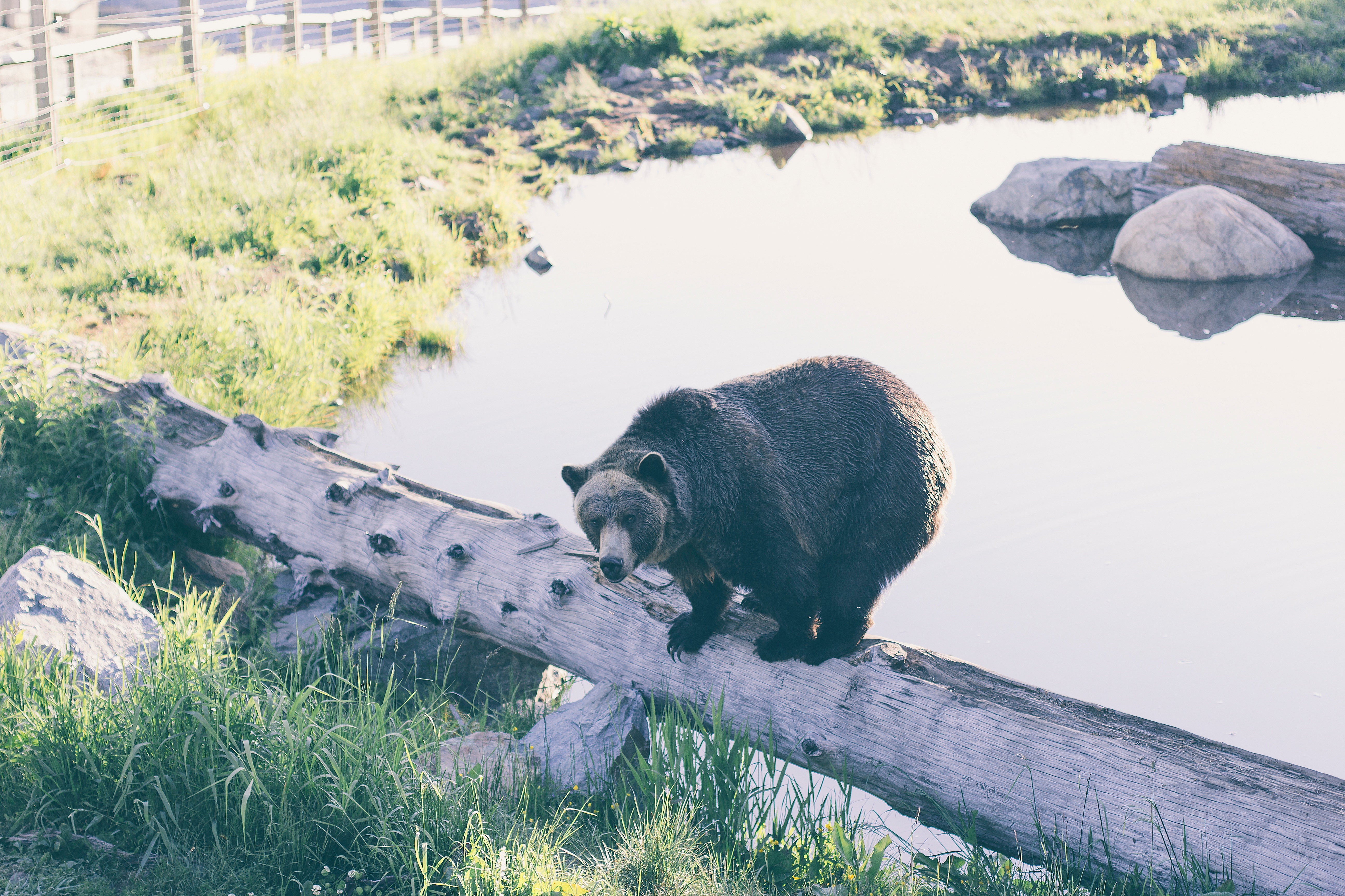 免费照片一只大熊站在湖边的一棵倒下的树上