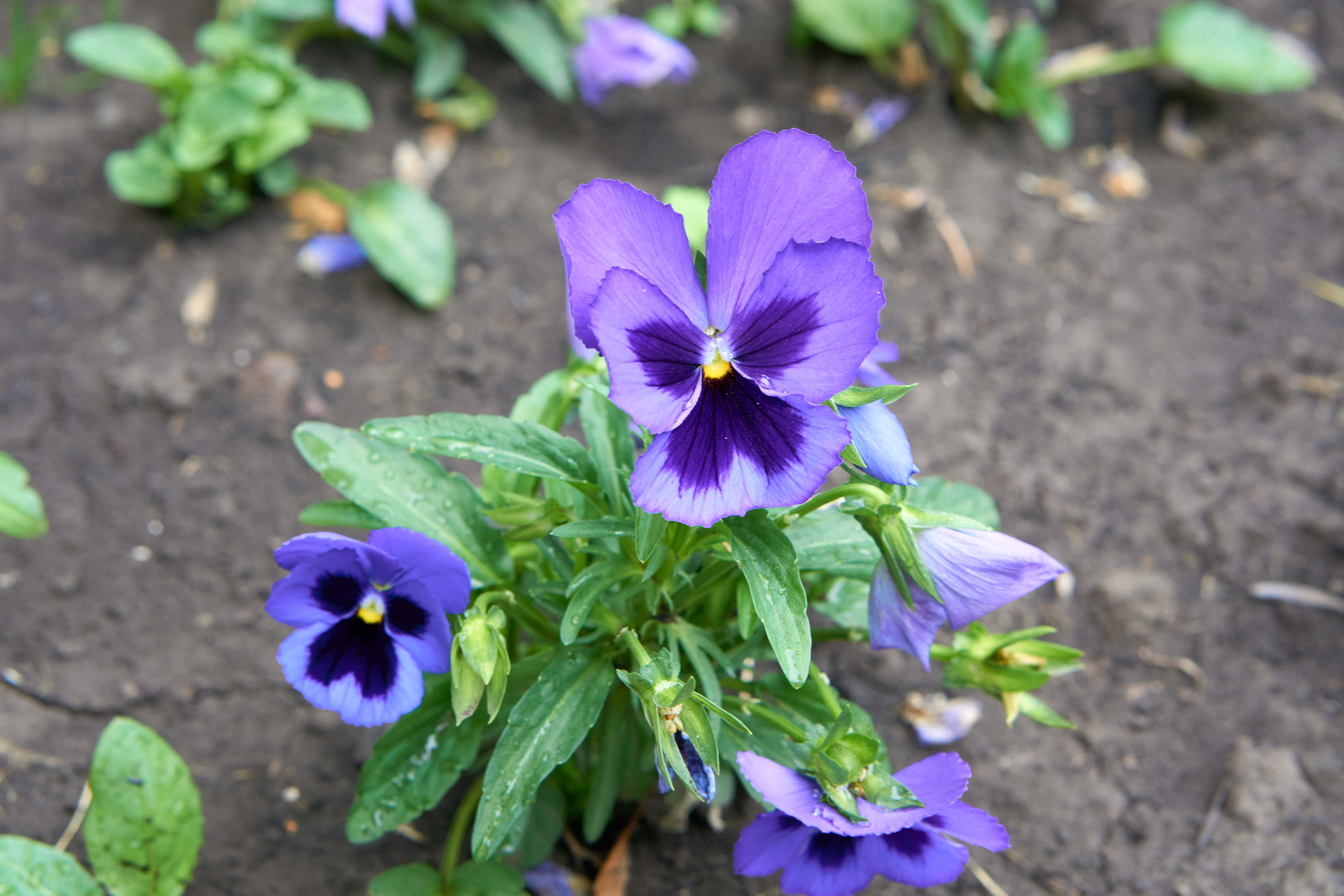 Free photo Purple flower called pansies