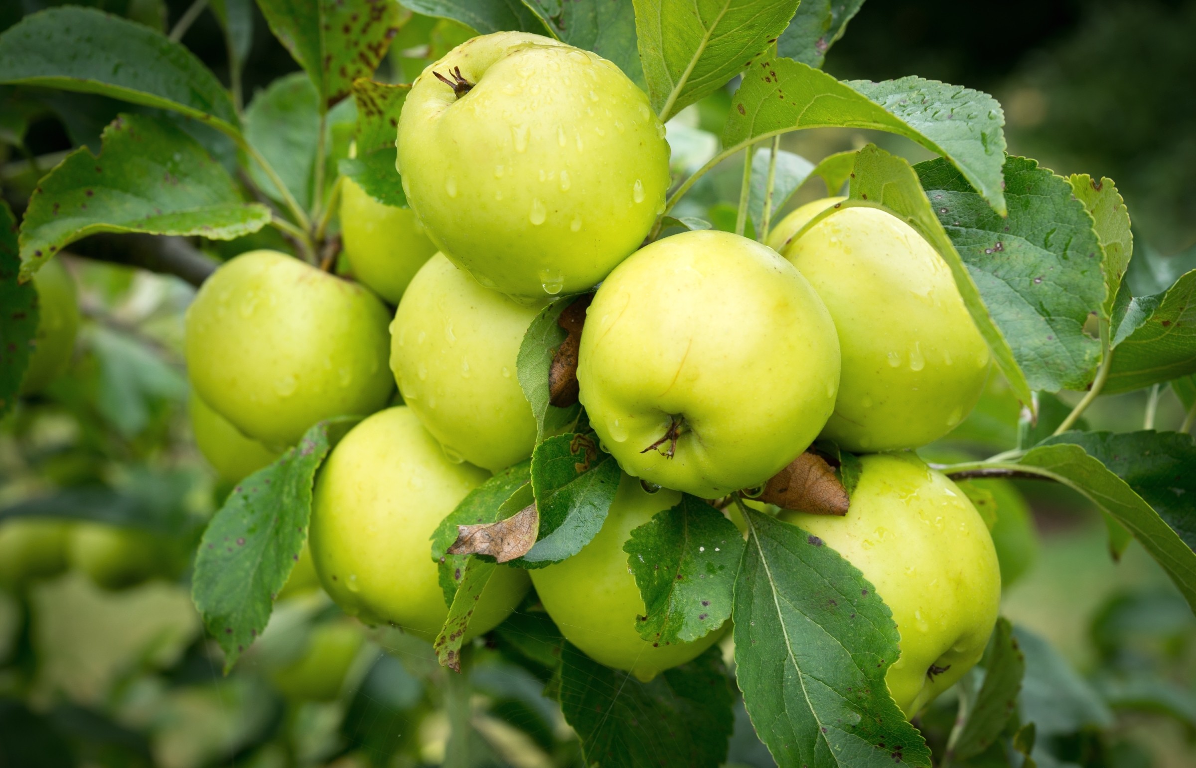 Бесплатное фото Зеленые яблоки на веточке под дождем