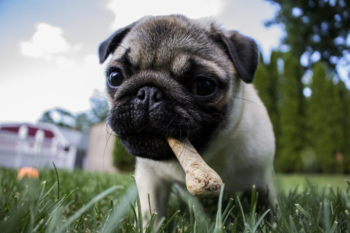 Pug runs with a bone in his teeth across the lawn.