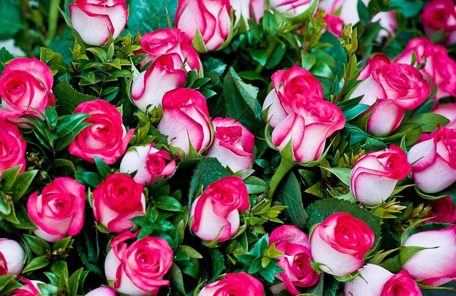 Бесплатное фото Большой букет красивых роз