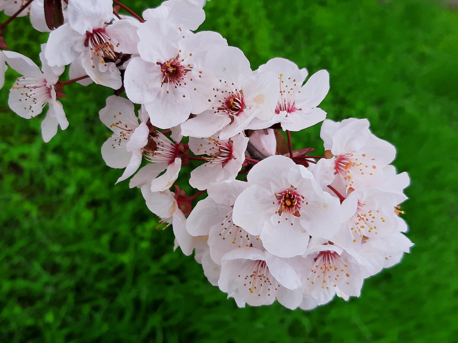 Бесплатное фото Розовые цветочки персика