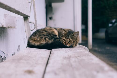 The cat sleeps on a wooden white bench