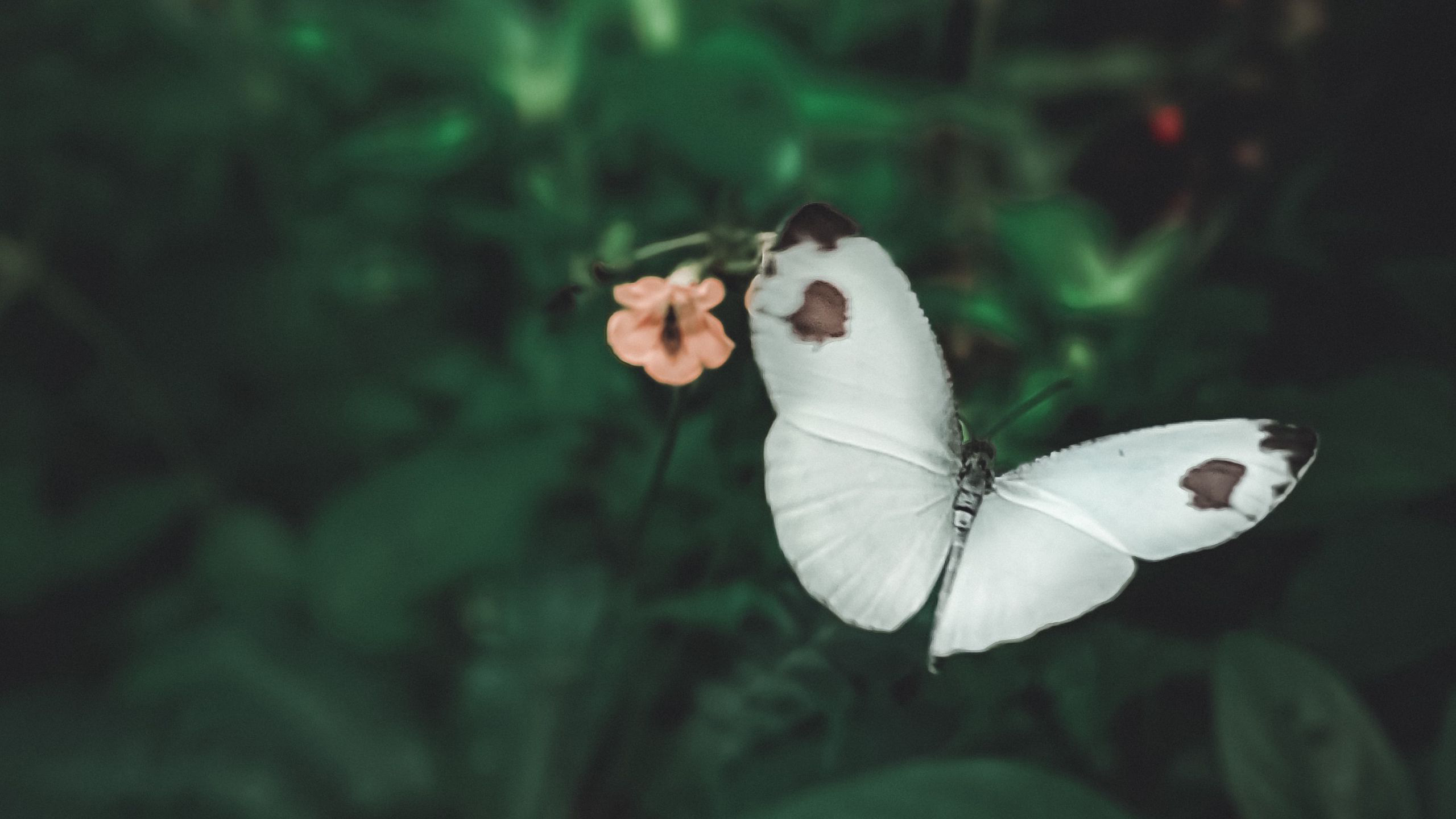 一只白蝴蝶在花边飞舞