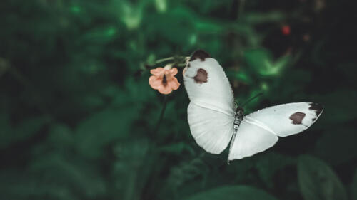 Белая бабочки летит у цветка