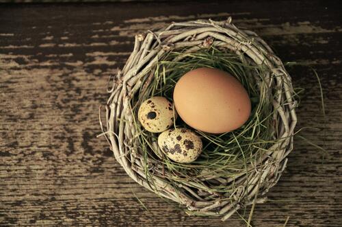 Eggs in a bird`s nest.
