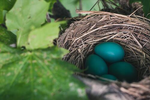 Яйца темно-зеленого цвета в птичьем гнезде