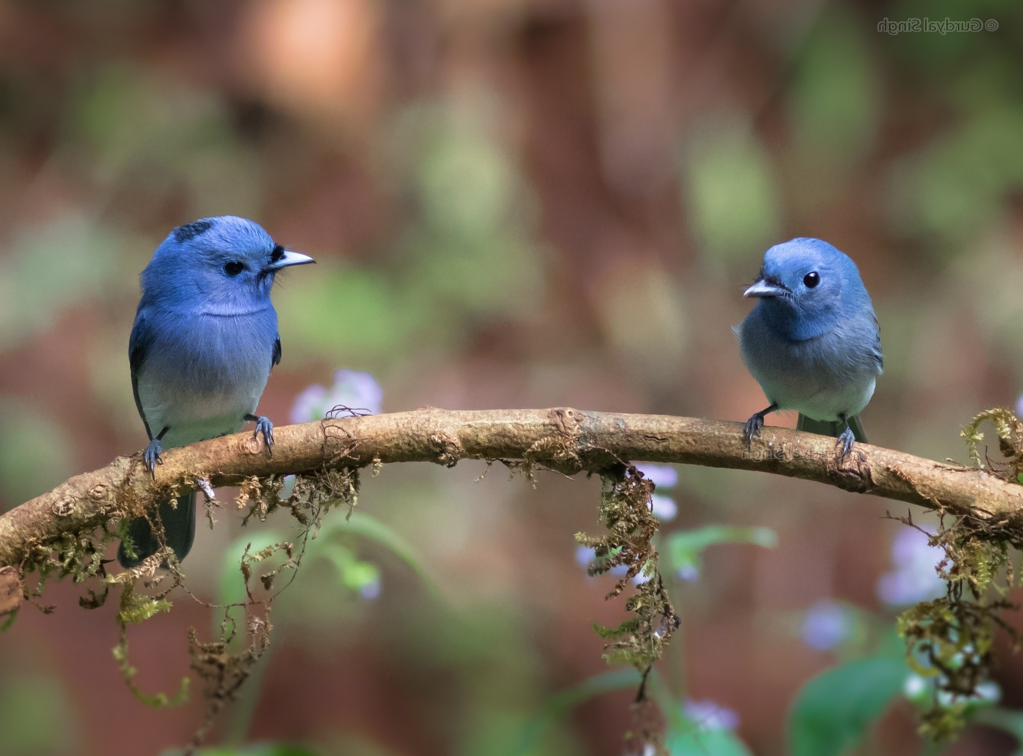 Две синие птички сидят на ветке дерева
