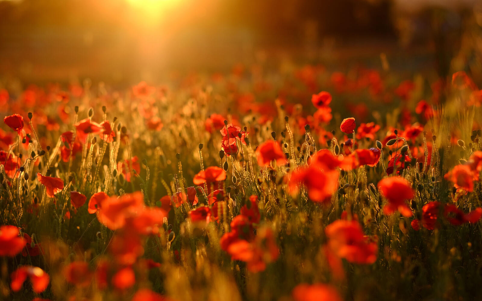 Free photo Red poppies at sunset wallpaper