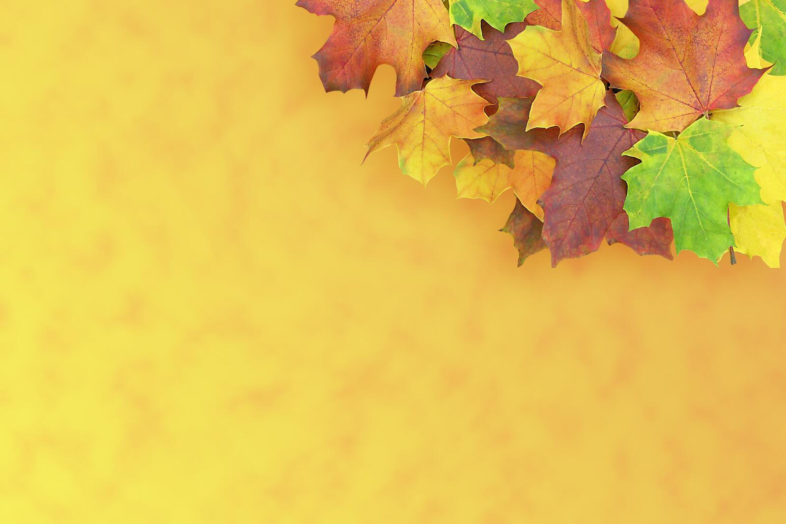 Free photo Autumn yellow-orange background with maple leaves
