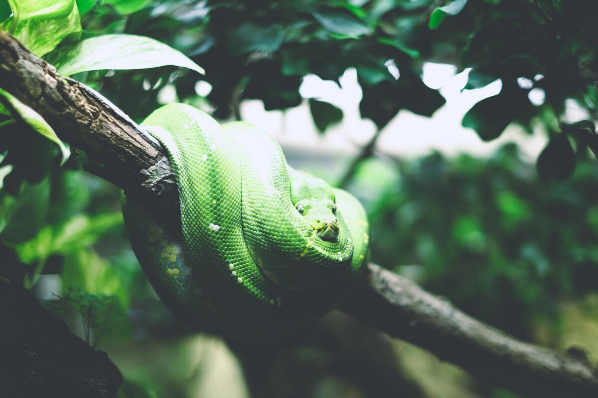 A green snake sleeps on a tree branch