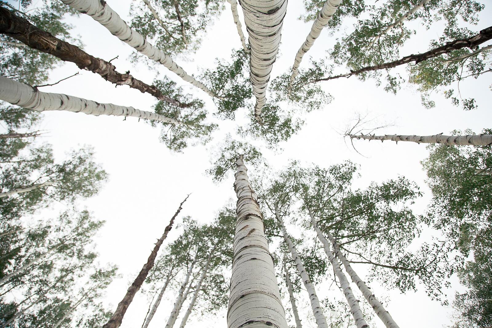 Бесплатное фото Березовый лес