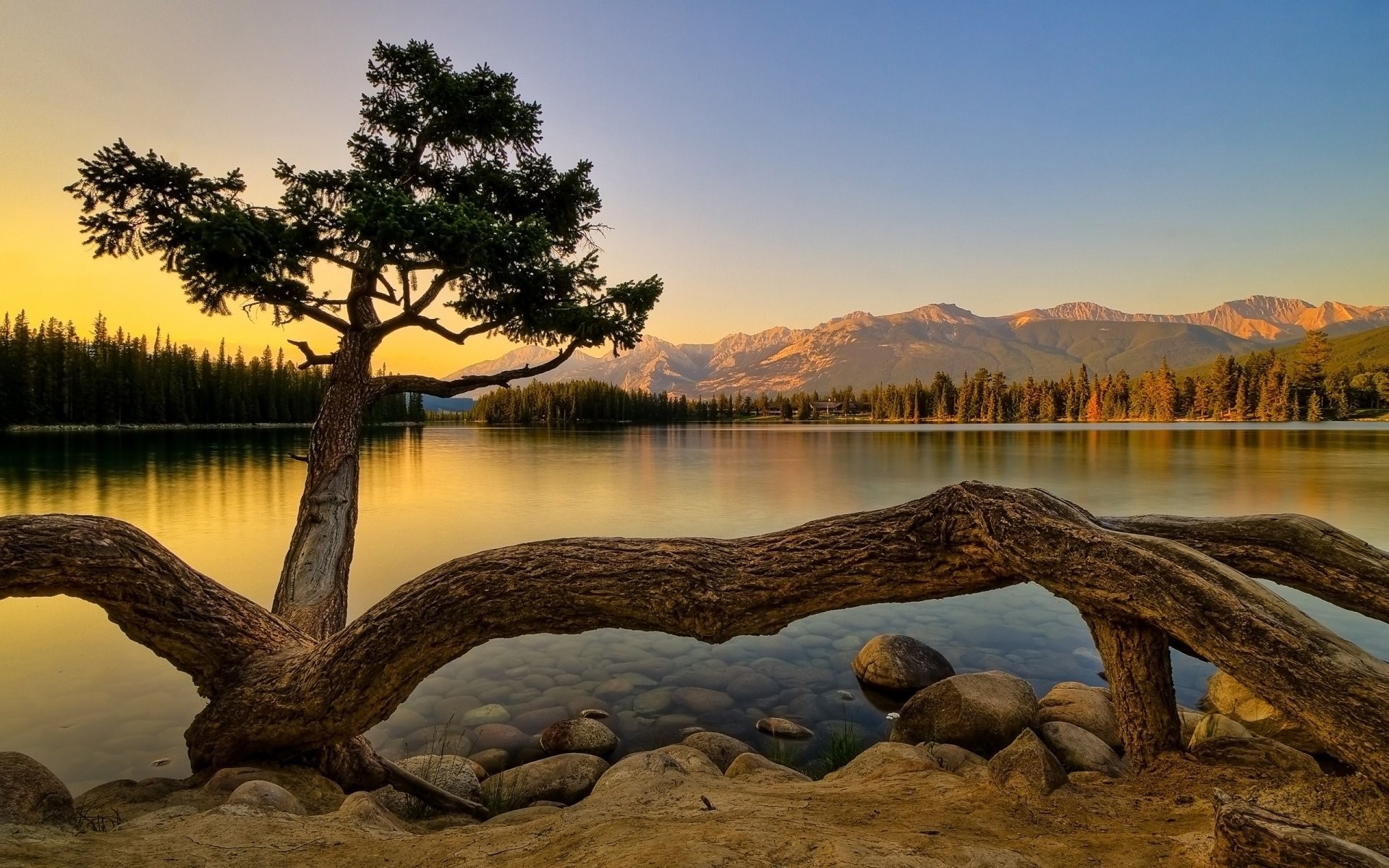 A tree with big roots grows on the shore of a lake at sunset