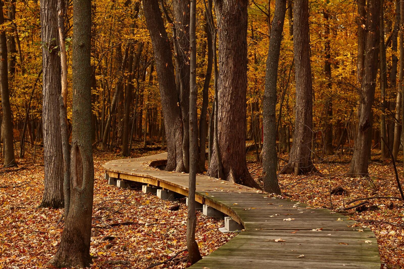 Бесплатное фото Осенний парк с мостиком