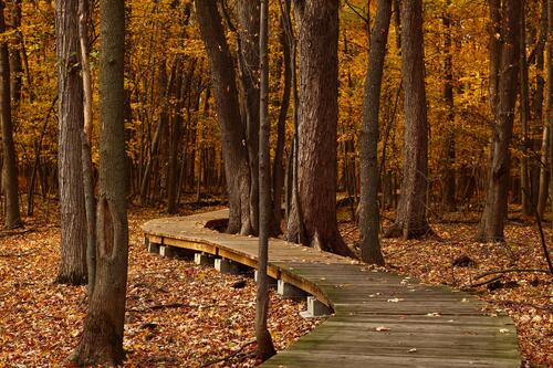 Осенний парк с мостиком