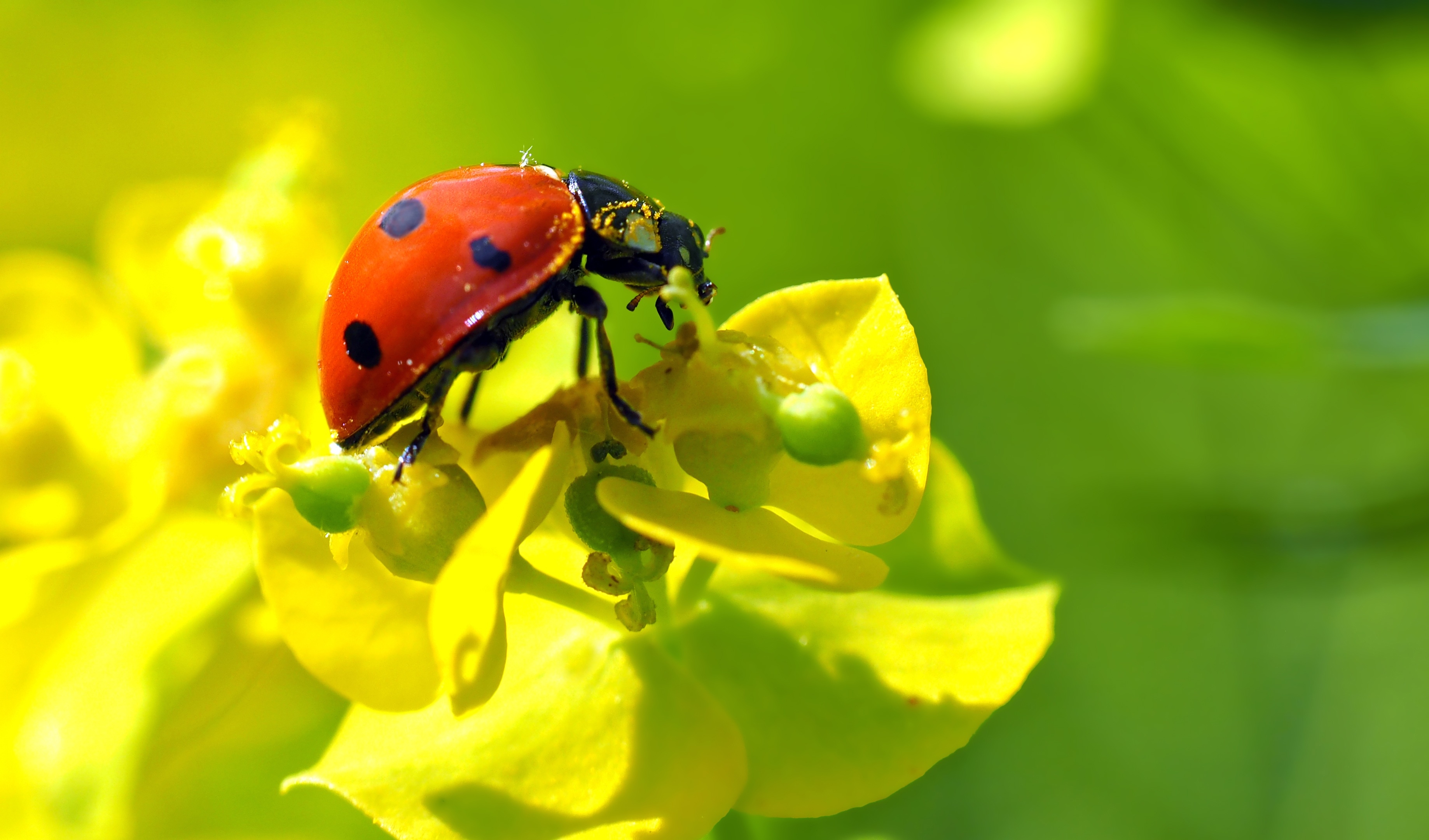 Free photo Wallpaper ladybug on a yellow flower