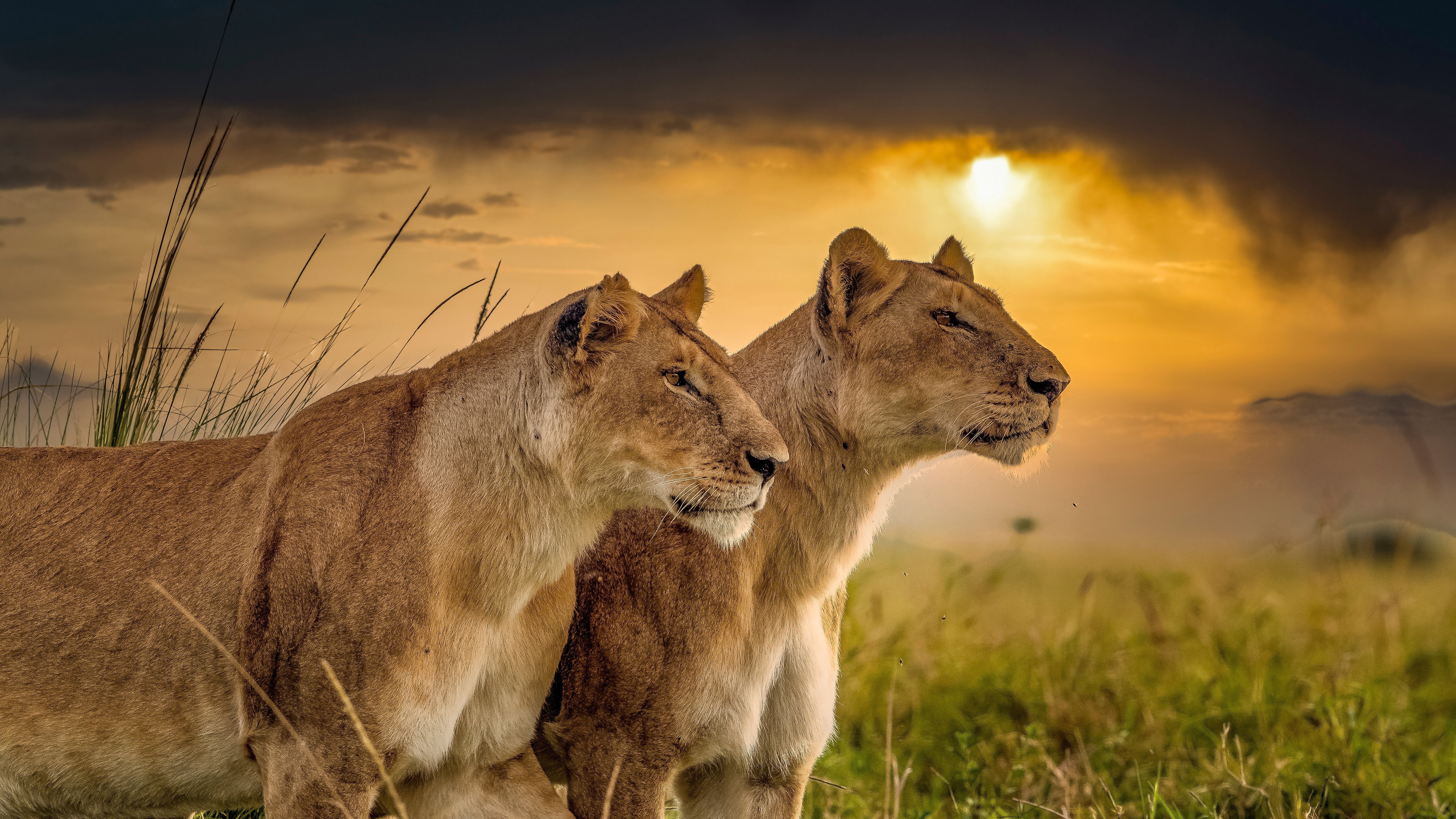 夕阳下的狮子和母狮