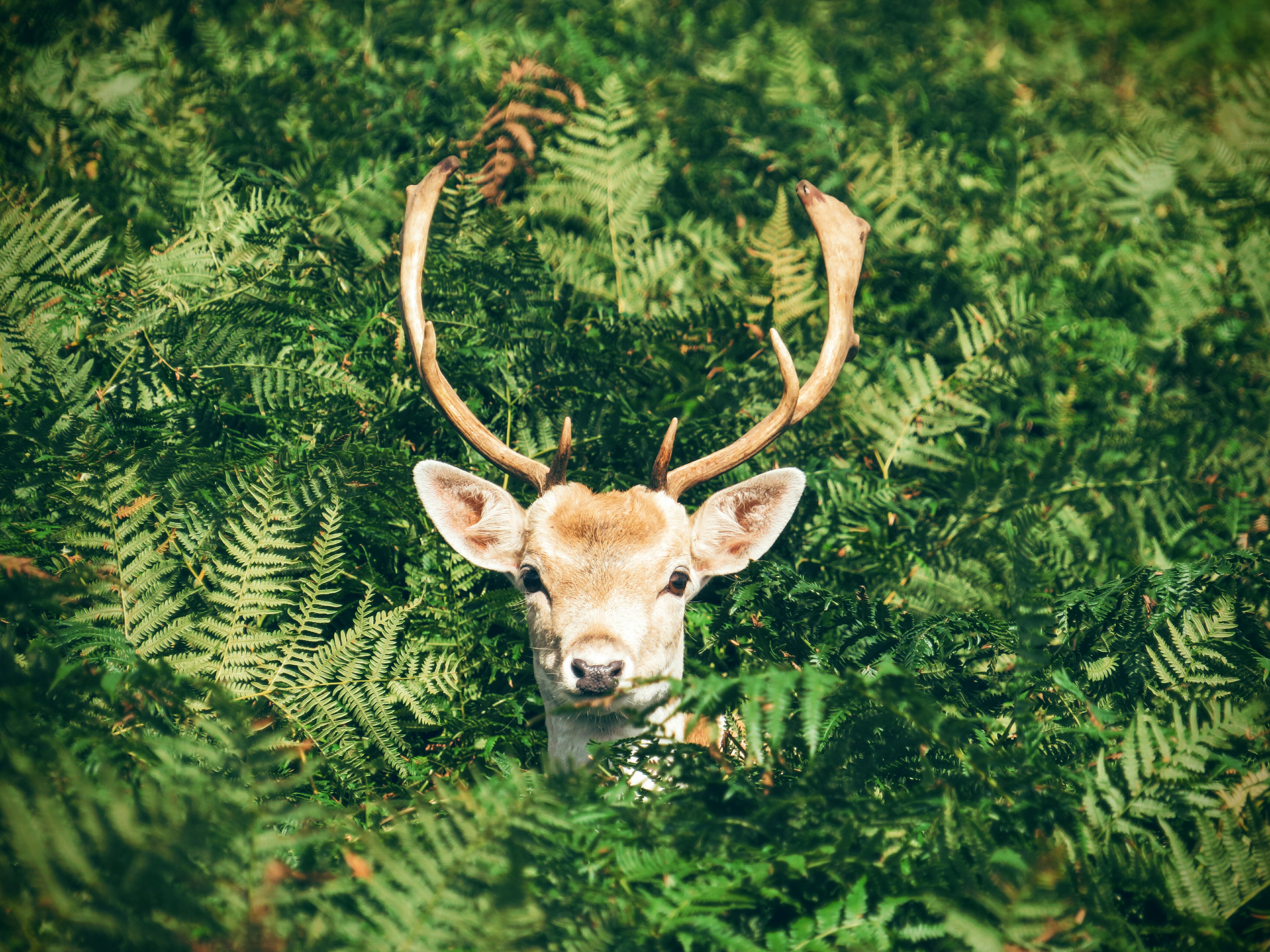 A deer with antlers peeks out of a shrubbery