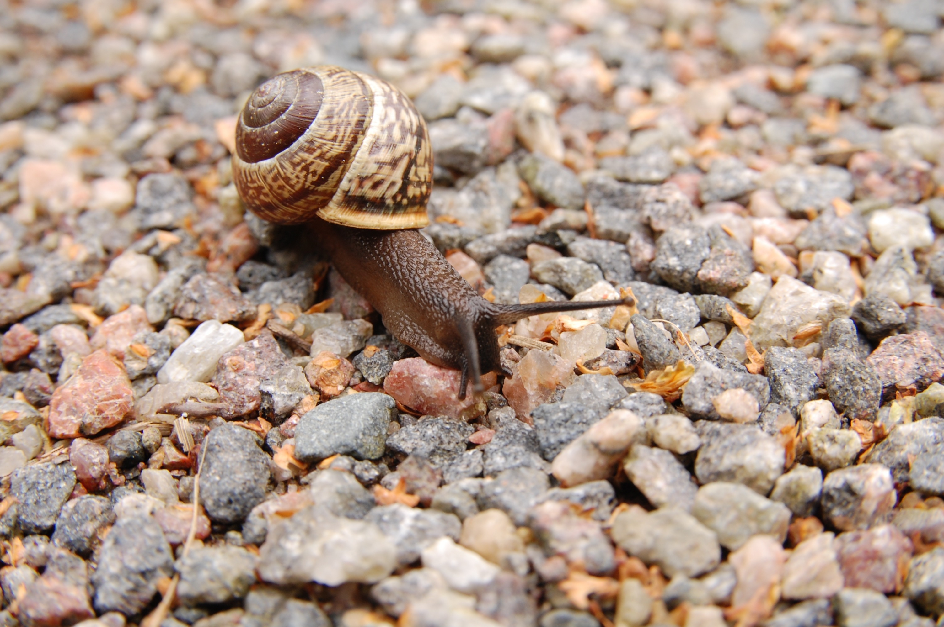 一只蜗牛在河岸的卵石上爬行