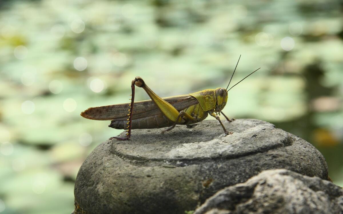 A grasshopper chilates on a rock