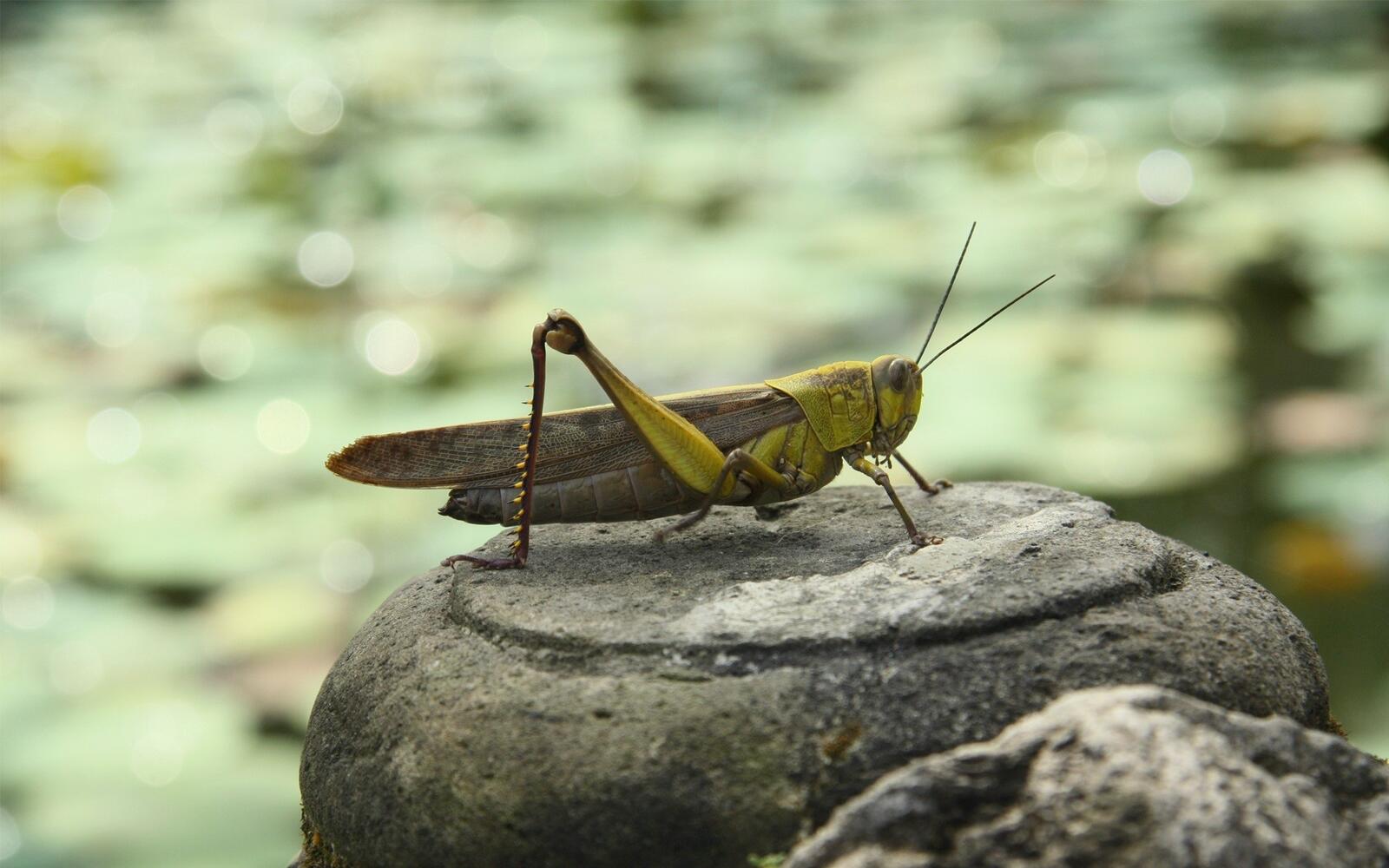 Free photo A grasshopper chilates on a rock