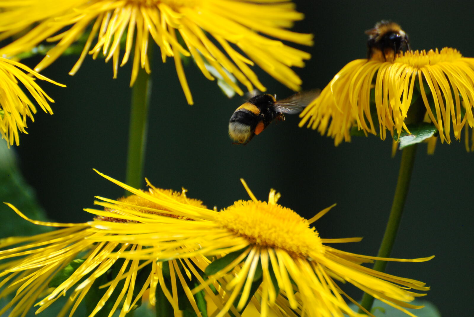 免费照片大黄蜂从花朵中采集花蜜。