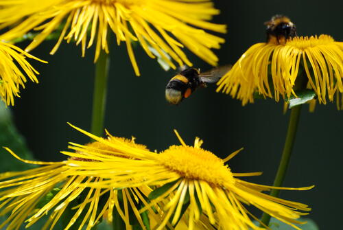 Bumblebees collect nectar from the flowers.