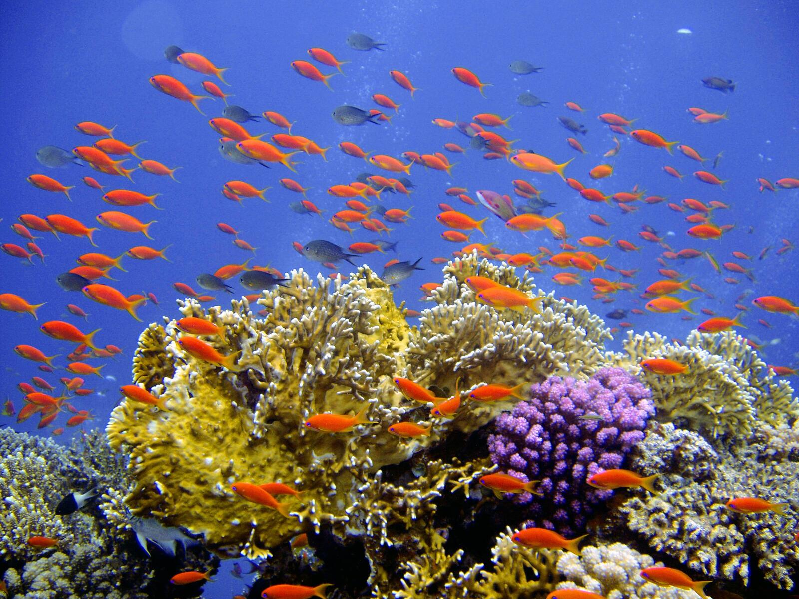Рубки гуппи у морского дна с кораллами