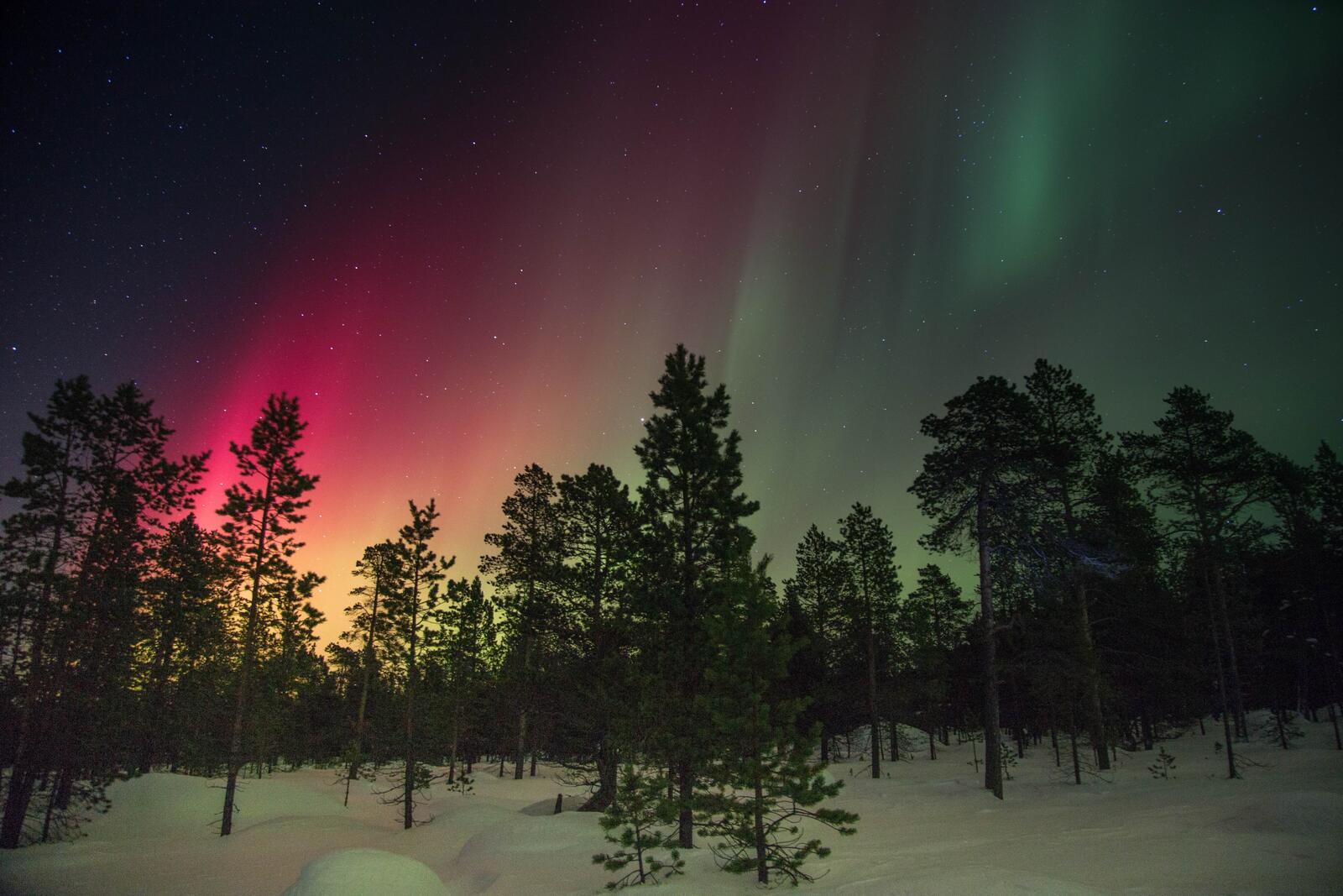 Бесплатное фото Красивое небо над зимним лесом