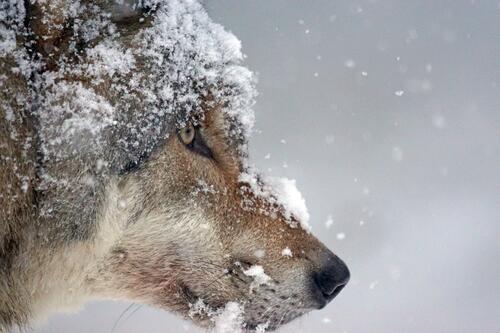 Wolf face in the snow