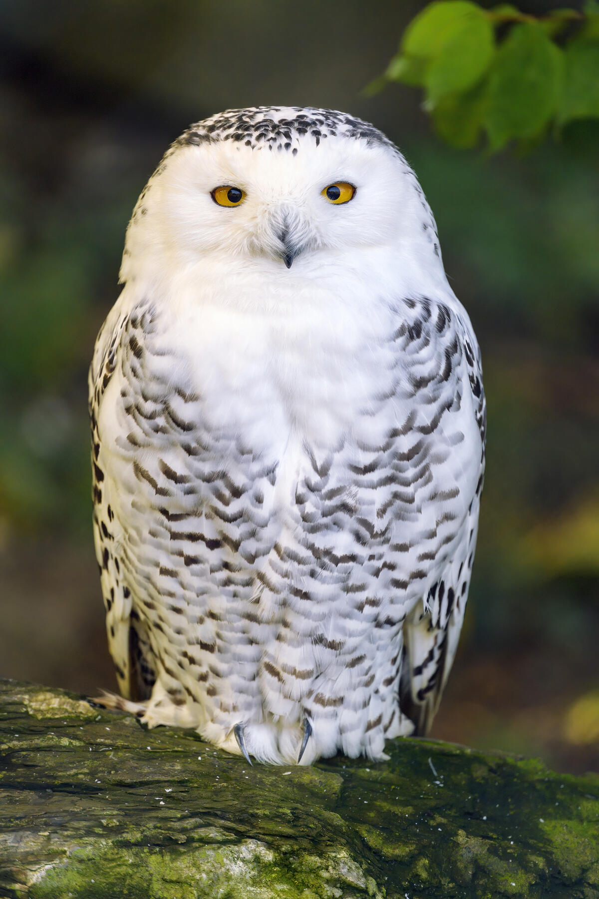 A full-length snowy owl sits on a tree branch