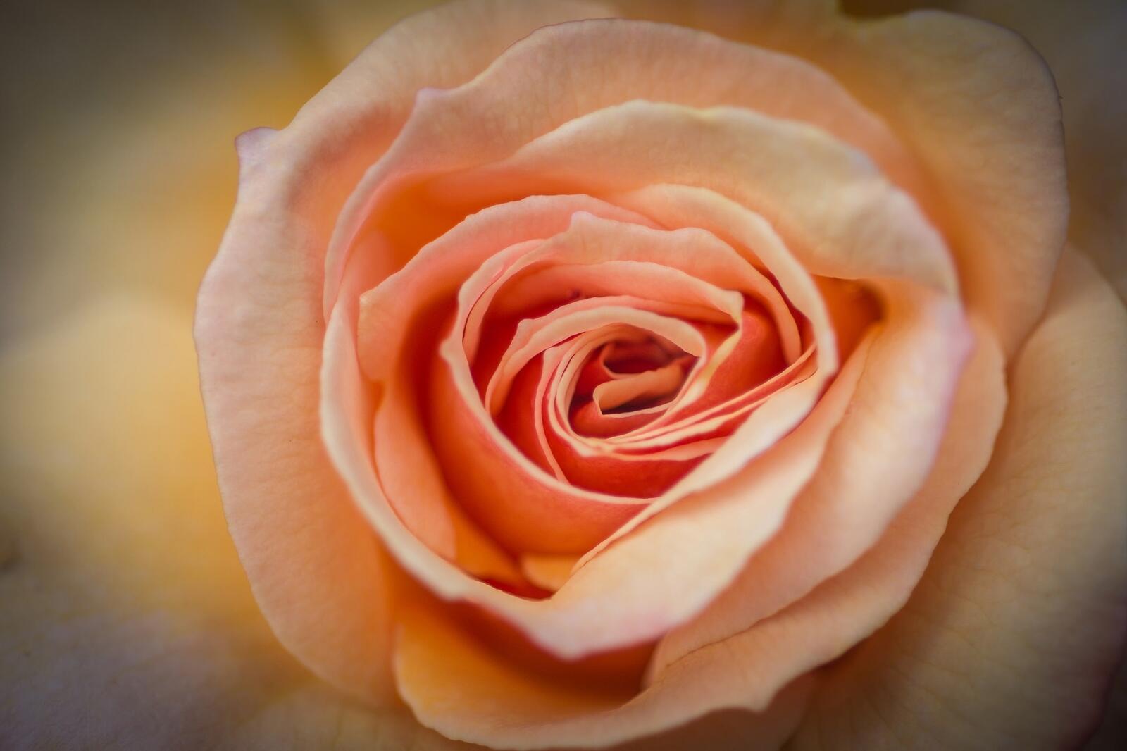 Обои обои розовая роза макро фотографии на рабочий стол
