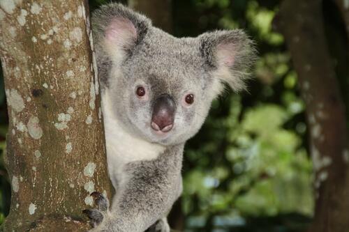Серая коала смотрит на фотографа и ползет по дереву в Австралии