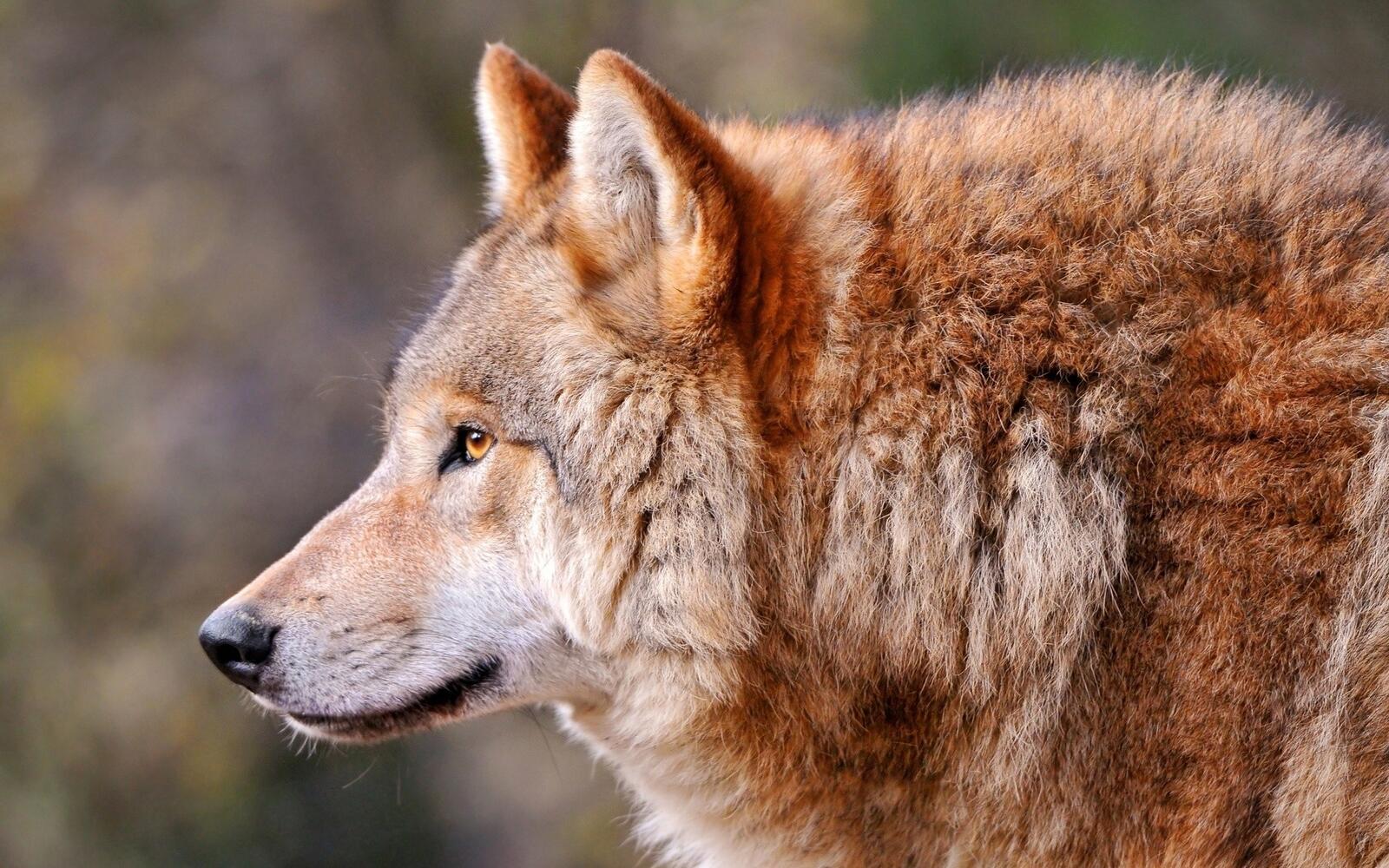 Бесплатное фото Волк с рыжей шерстью