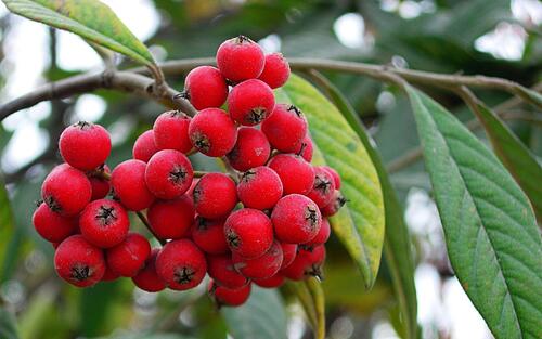 Красные ягоды на ветке дерева
