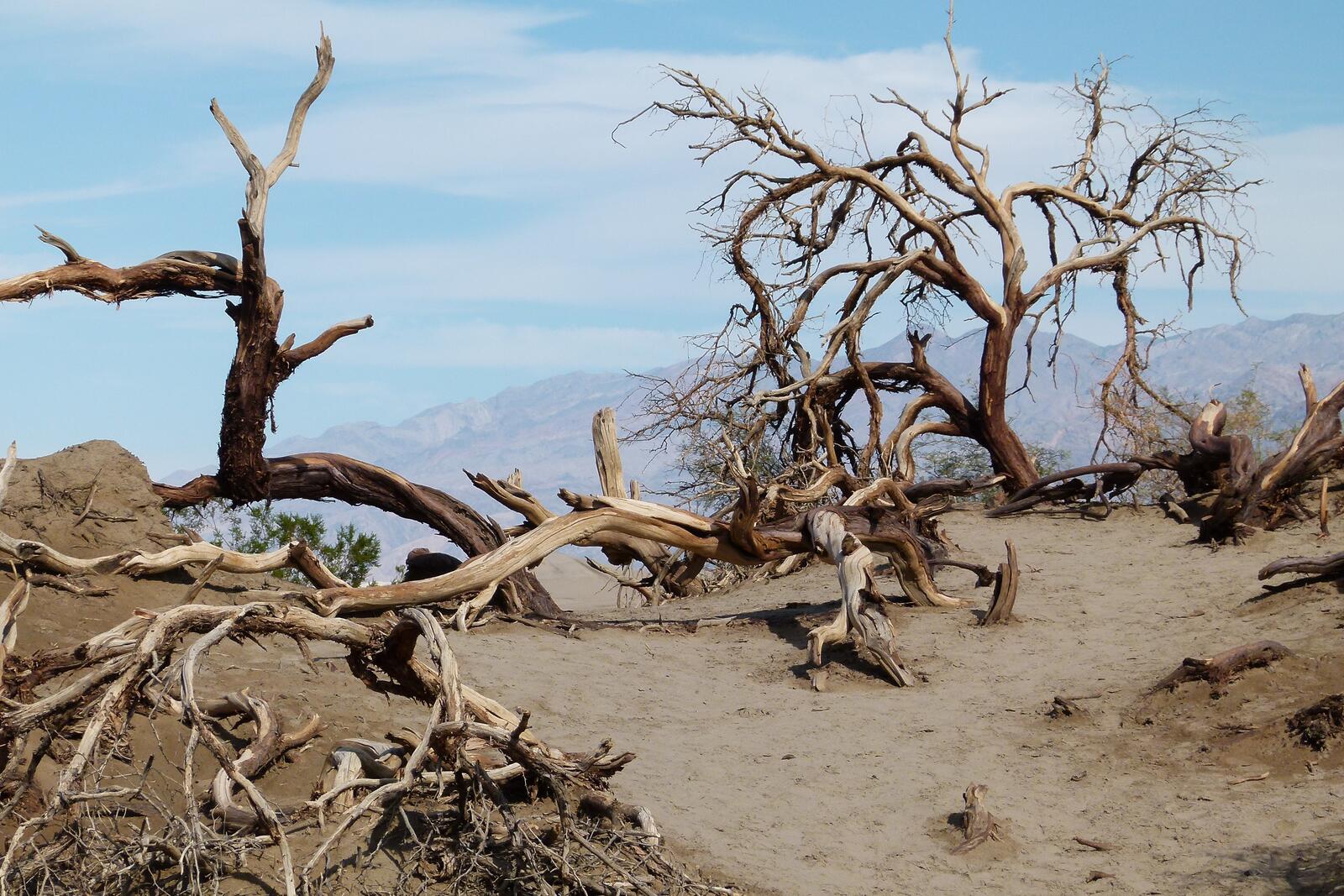 免费照片沙漠中的干枯树枝