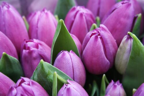Unopened flowers of pink tulips
