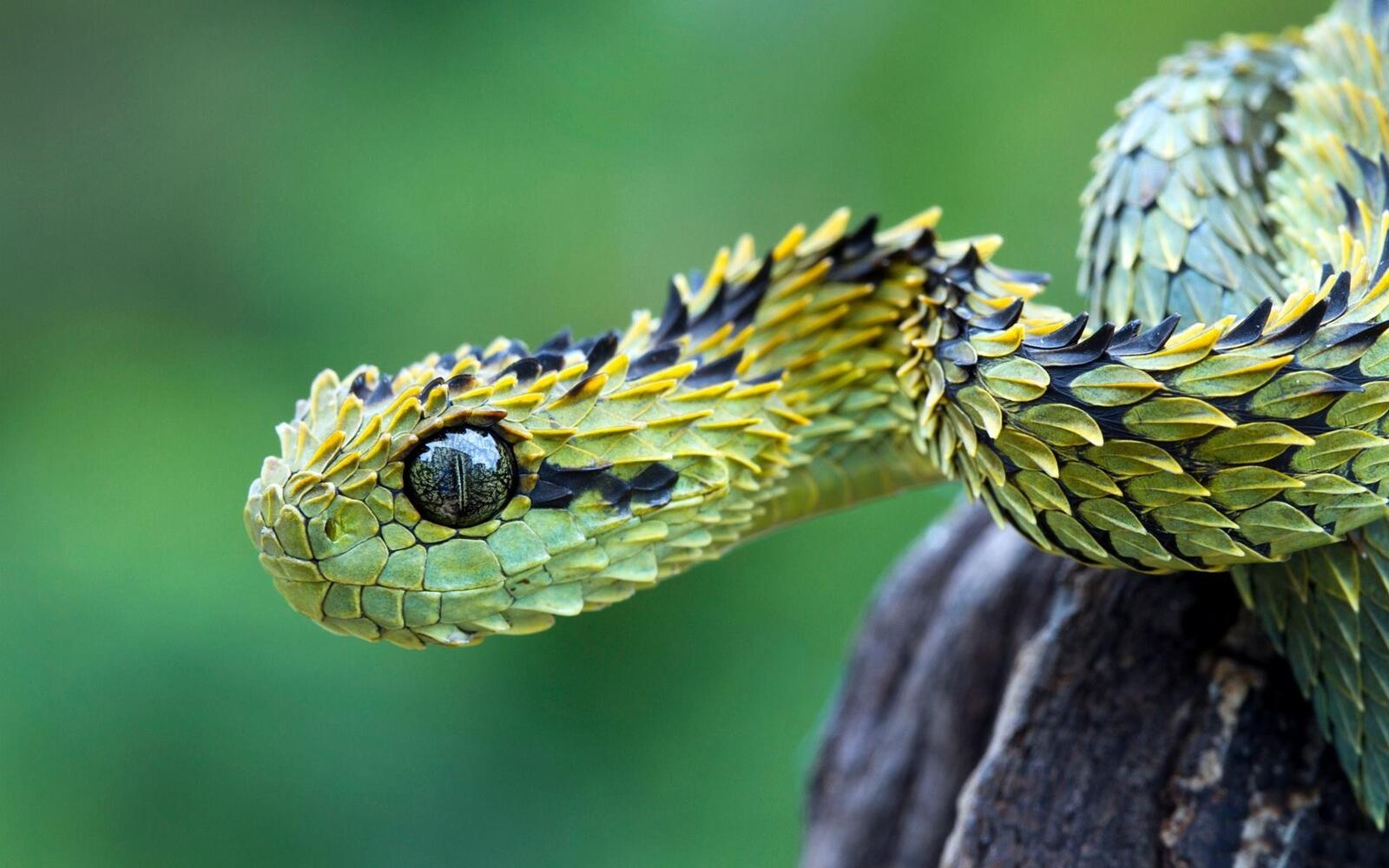 Wallpapers snake green scales on the desktop