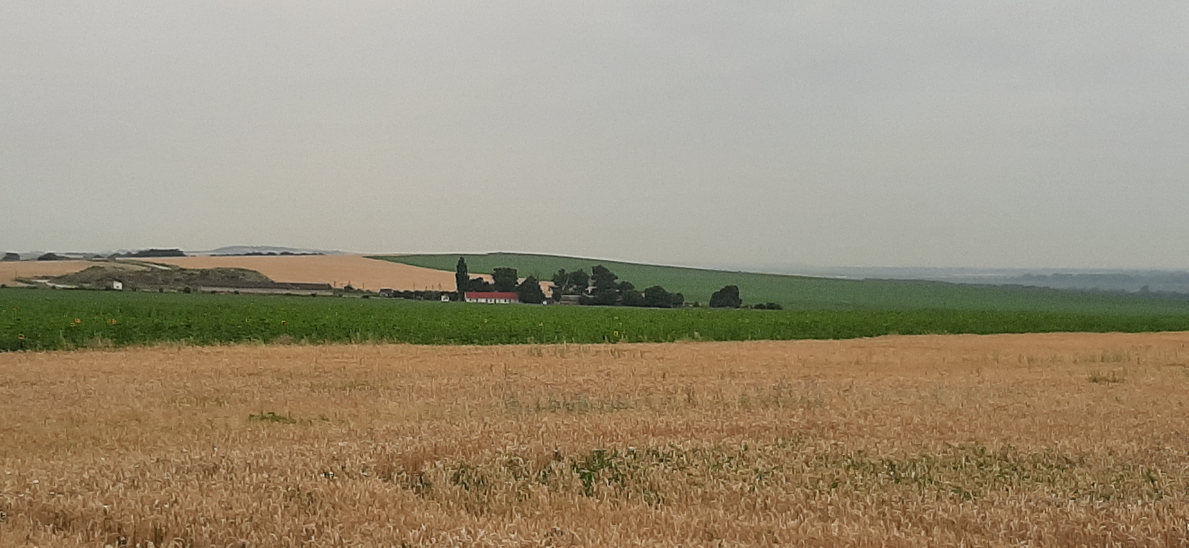 一个大的、美丽的小麦草场