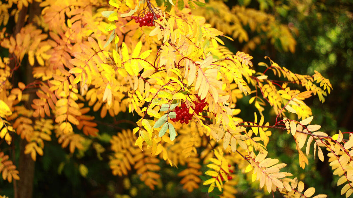 Yellow leaves on a tree branch